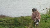SX08844 Kestrel (Falco tinnunculus) on Trevelgue Head - Porth.jpg